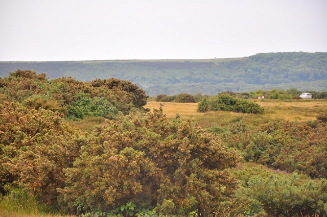 Holiday Dorset_0956.JPG - HARTLAND MOOR, EAST DORSET - 2009